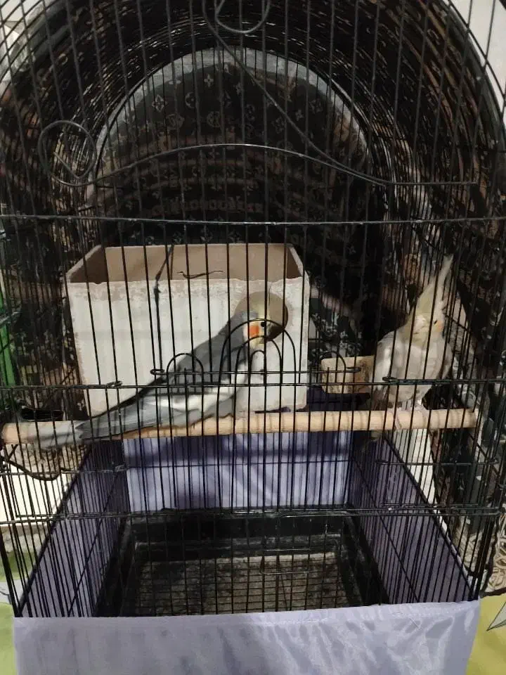 عروس هلندی ماشین جوجه کشی|پرنده|پاکدشت, پاکدشت (مامازند)|دیوار