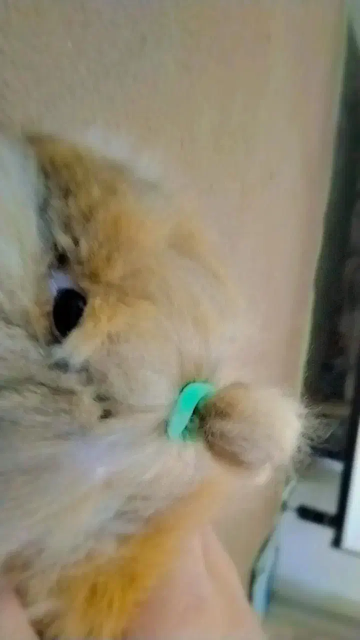 خرگوش|موش و خرگوش|برازجان, |دیوار