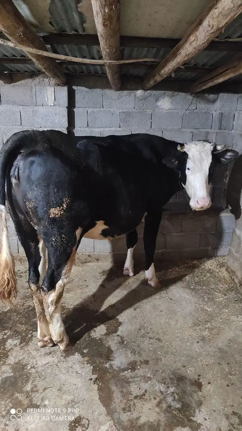 مایل به معاوضه نیستم|حیوانات مزرعه|جیرنده, |دیوار