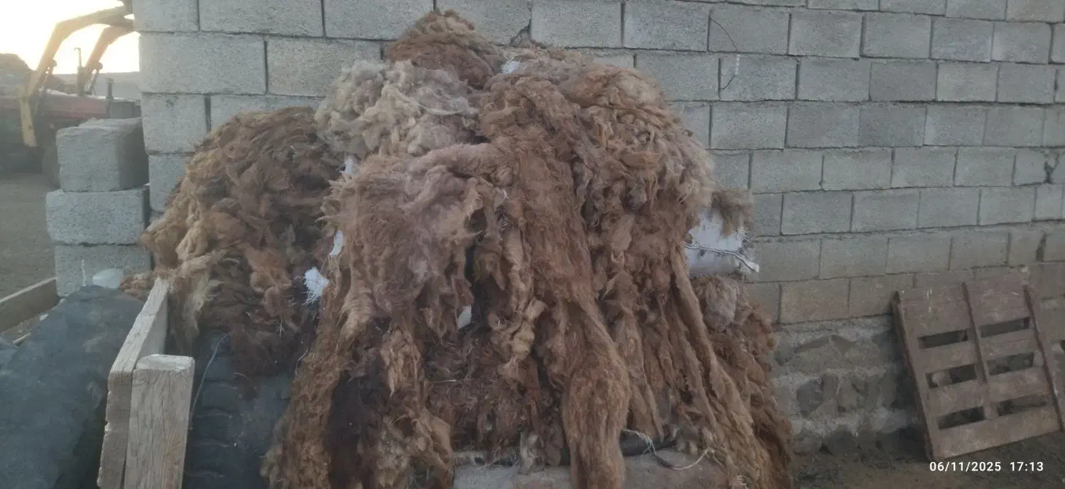 پشم گوسفند|رختخواب، بالش، پتو|ارشق, |دیوار