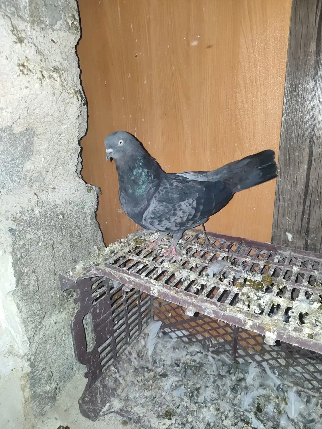 کبوتر|پرنده|چمران, |دیوار