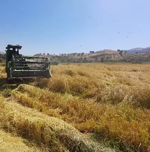 برنج چمپاچیتاب|خوردنی و آشامیدنی|چیتاب, |دیوار