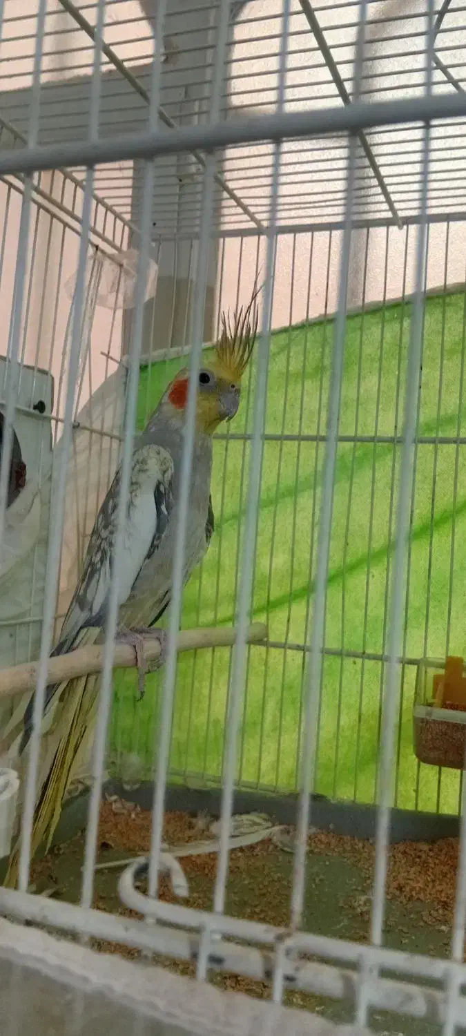 عروس هلندی|پرنده|فردوس (خراسان), |دیوار