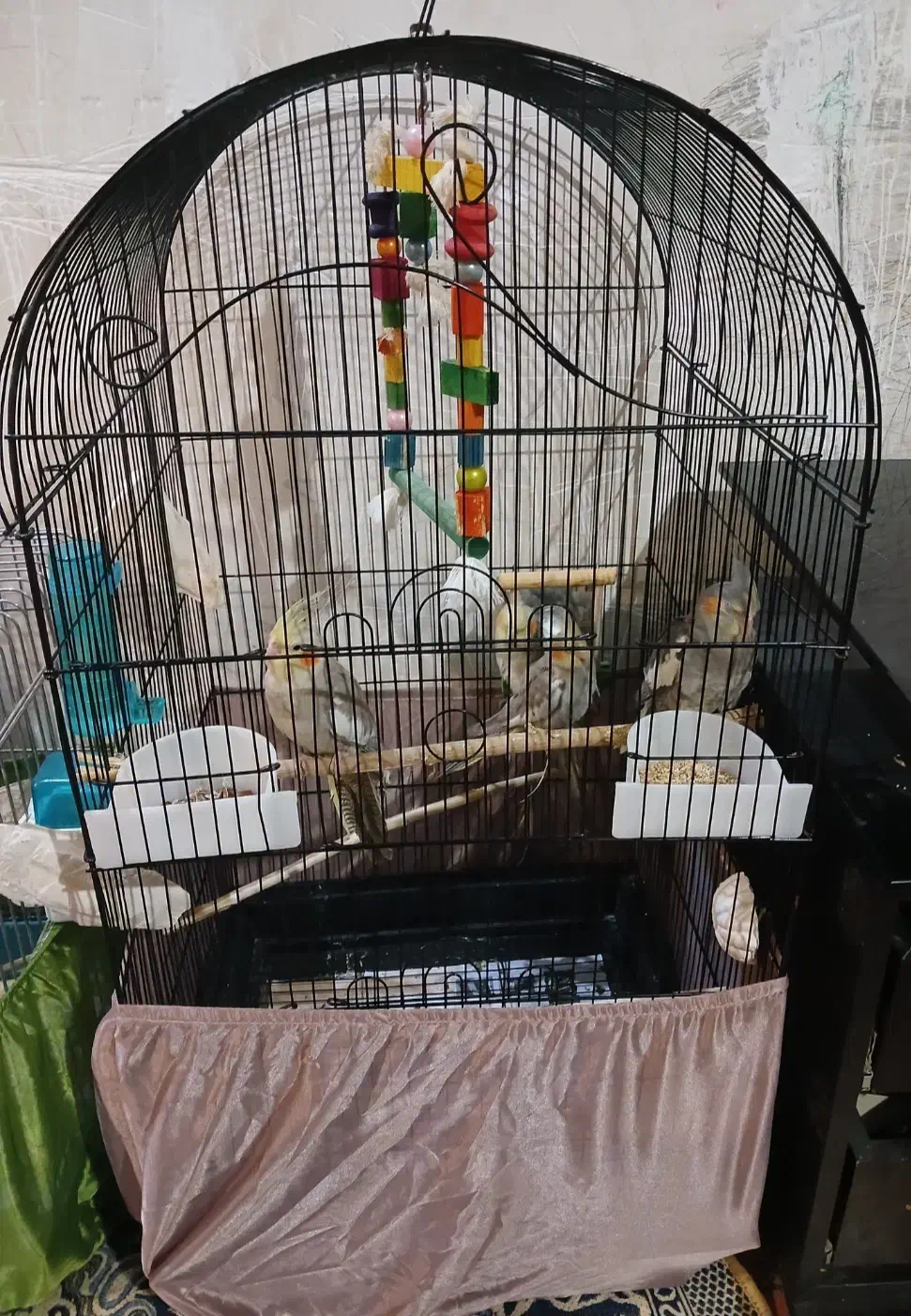 فروش دوتا قفس به همراه ظرف غذا و ابخوری و تاب لونه|لوازم جانبی حیوانات|گنبد کاووس, |دیوار