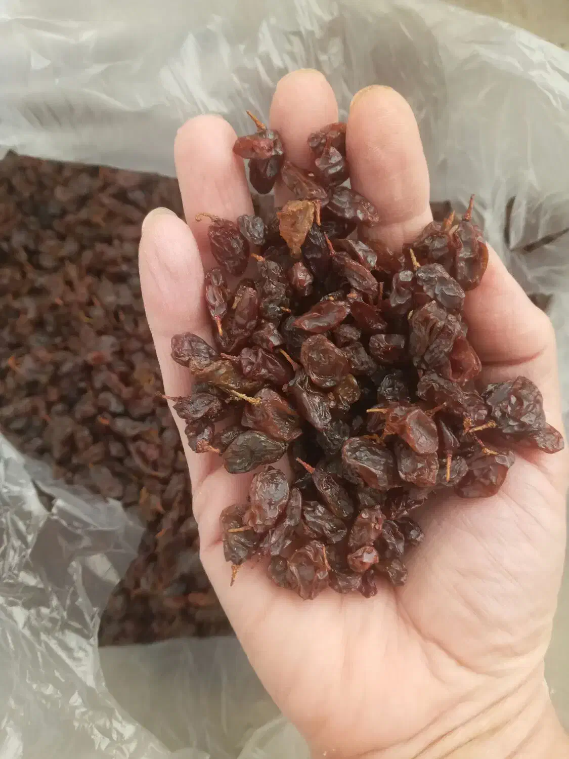 کشمش آفتابی|خوردنی و آشامیدنی|کرمانشاه, |دیوار