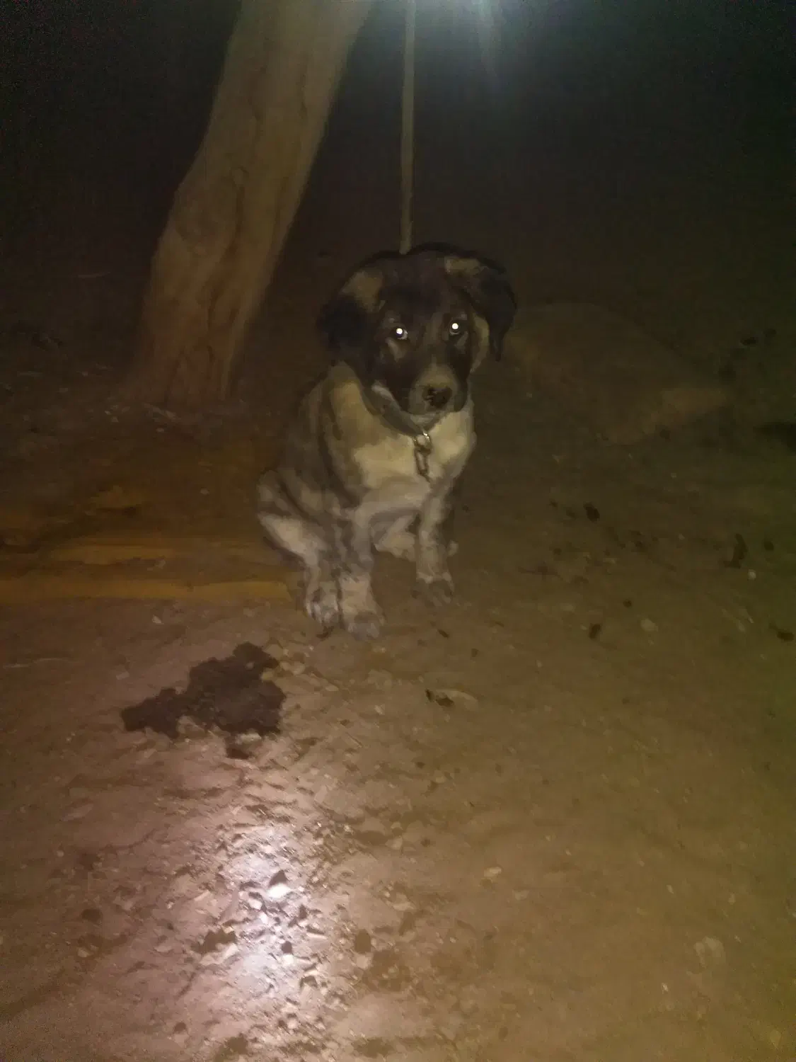 سگ سرابی نگهبان و سگ گله نرو ماده پلنگی ففادارترین|سگ|یزد, |دیوار