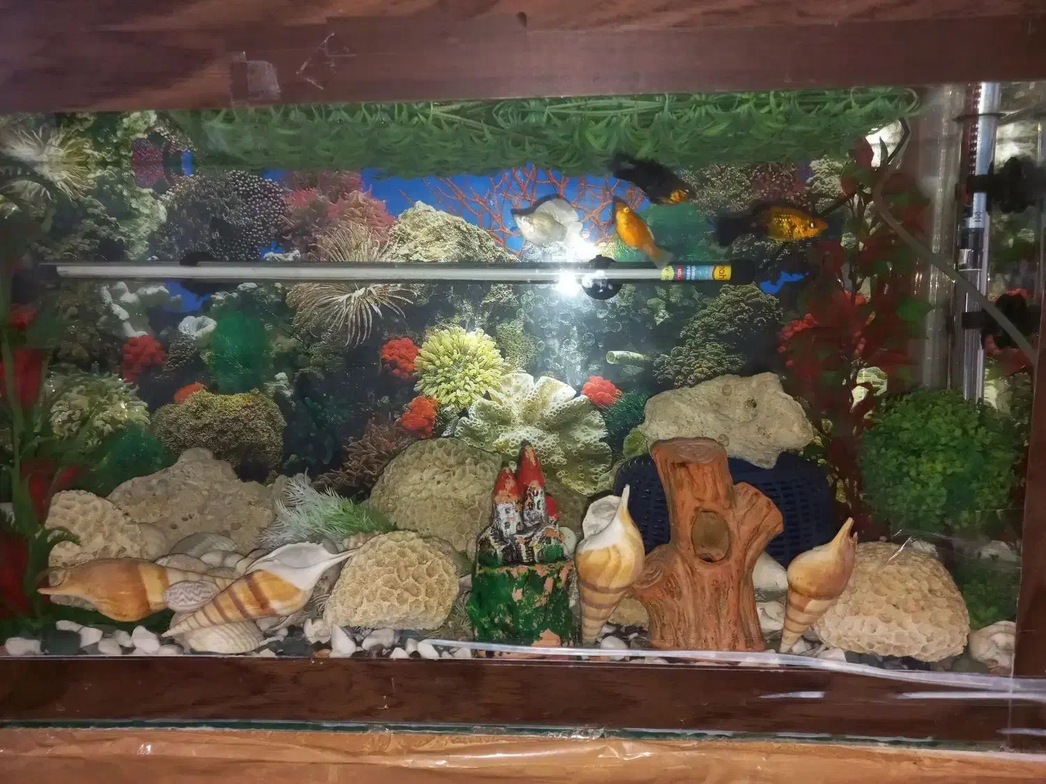 اکواریوم|ماهی|کرمان, |دیوار