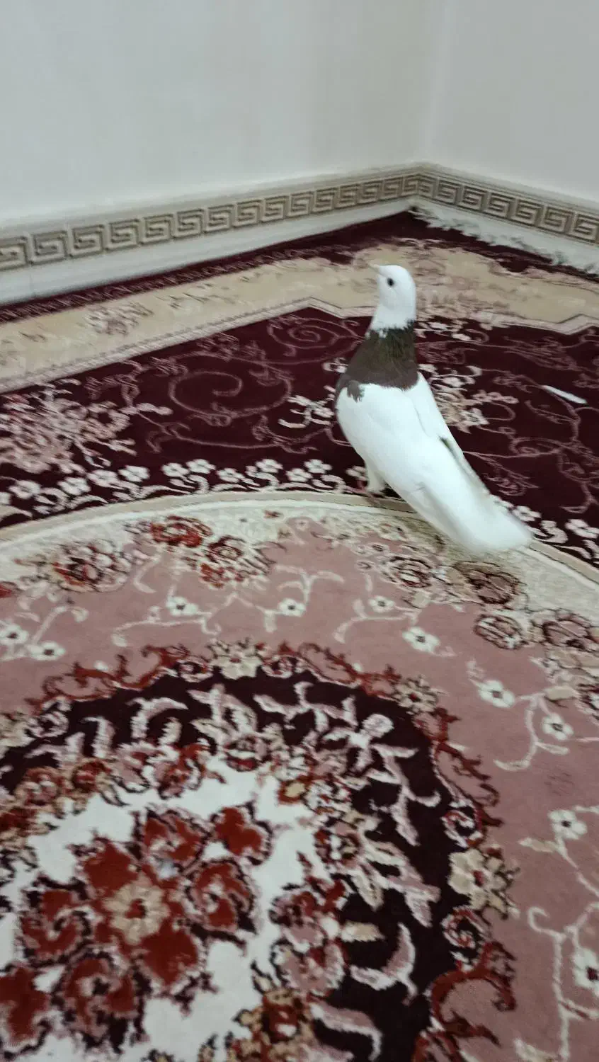 طوقی سرخ نر درشت مست مست|پرنده|رباطکریم, شترخوار|دیوار