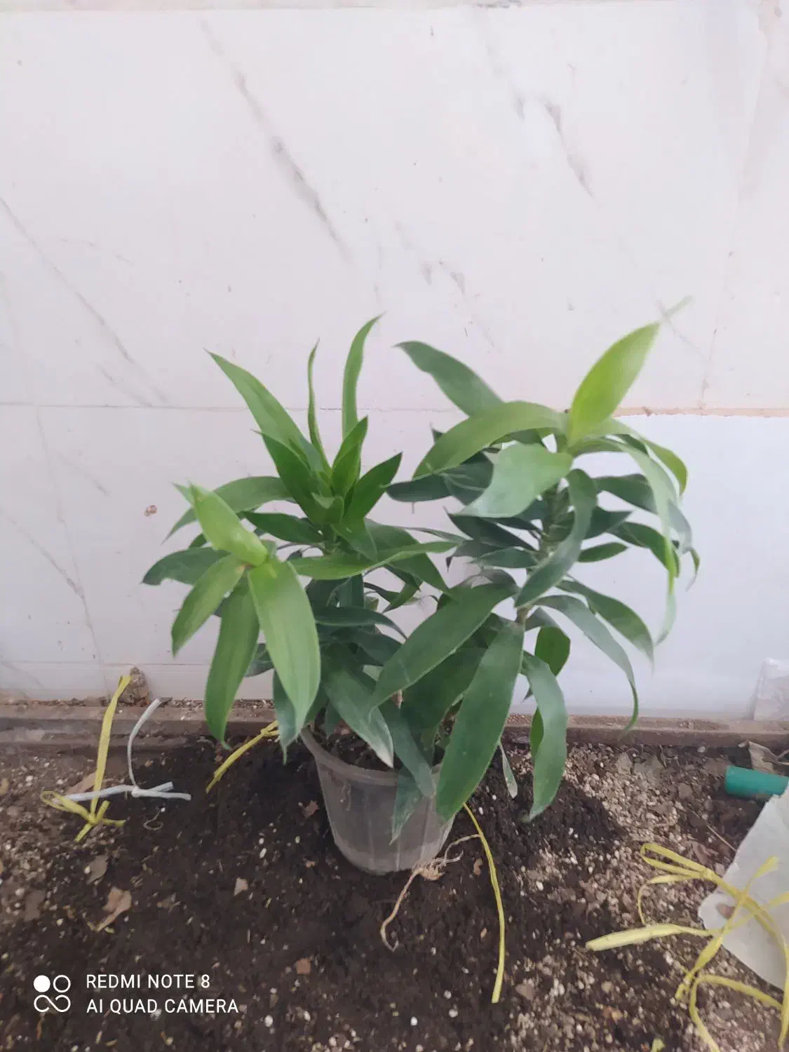 گل و گیاه بامبو خاکی|گل و گیاه طبیعی|اهواز, سیصد دستگاه|دیوار