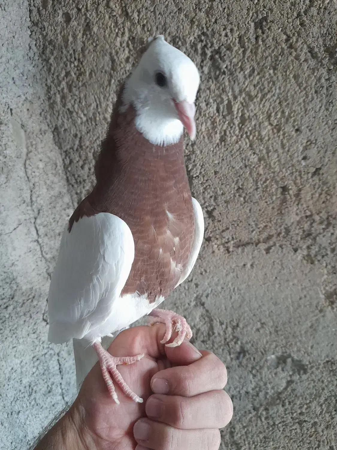 طوقی|پرنده|دوگنبدان, |دیوار