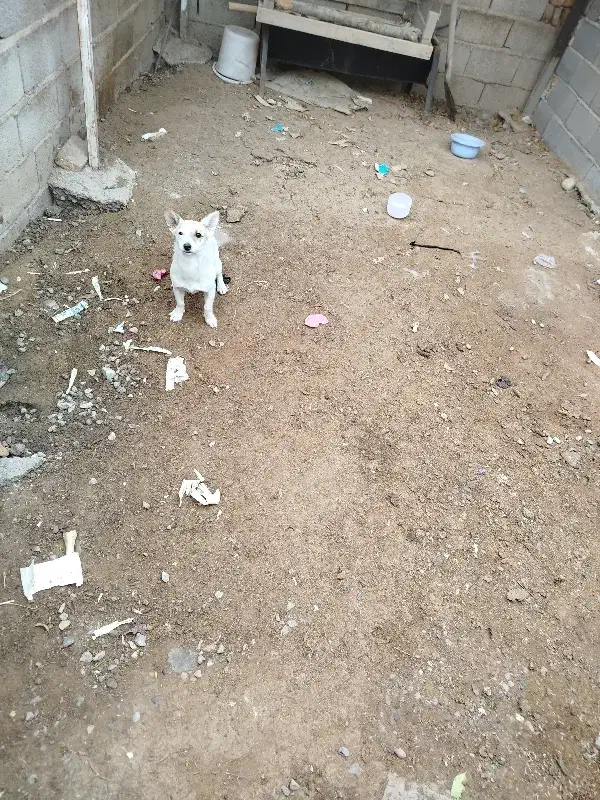 سگ پاکوتاه گوش تیز|سگ|علیآباد کتول, |دیوار