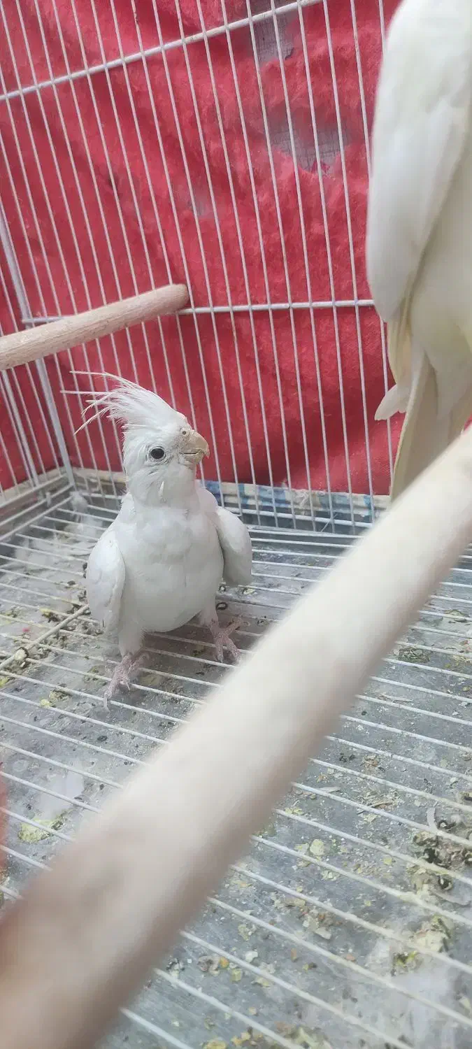 پرنده|پرنده|مشهد, امیریه|دیوار