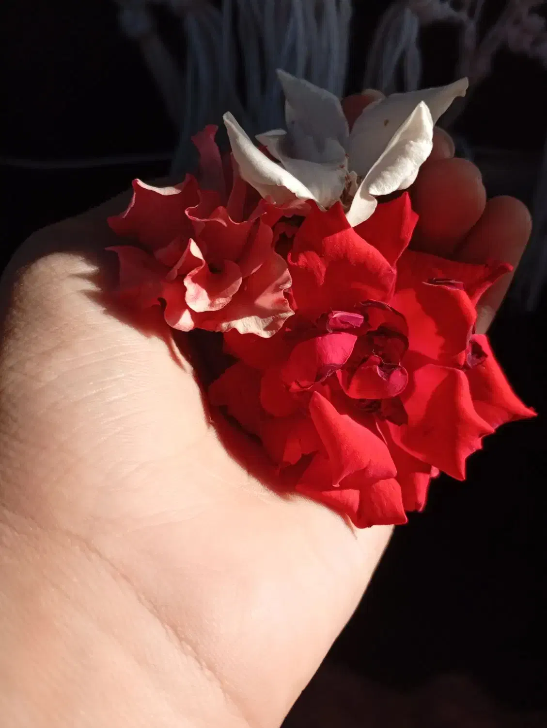 تخم نطفه دار بوقلمون|حیوانات مزرعه|بیرجند, |دیوار