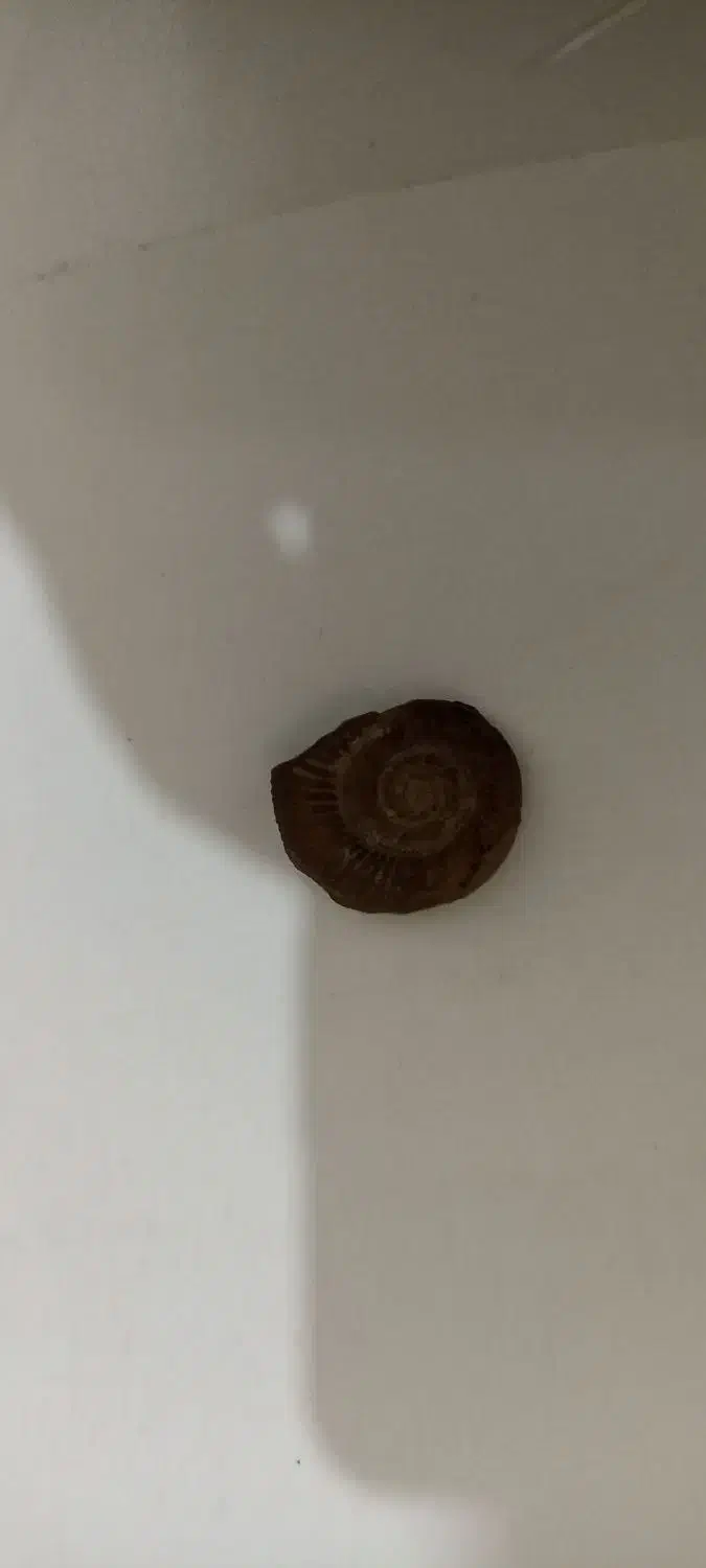 سنگ آمونیت|عمده‌فروشی|دامغان, |دیوار