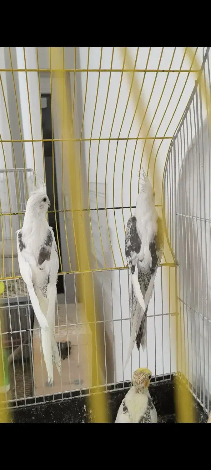 عروس هلندی دوکت راهب گرینچک|پرنده|شیراز, شهرک والفجر|دیوار