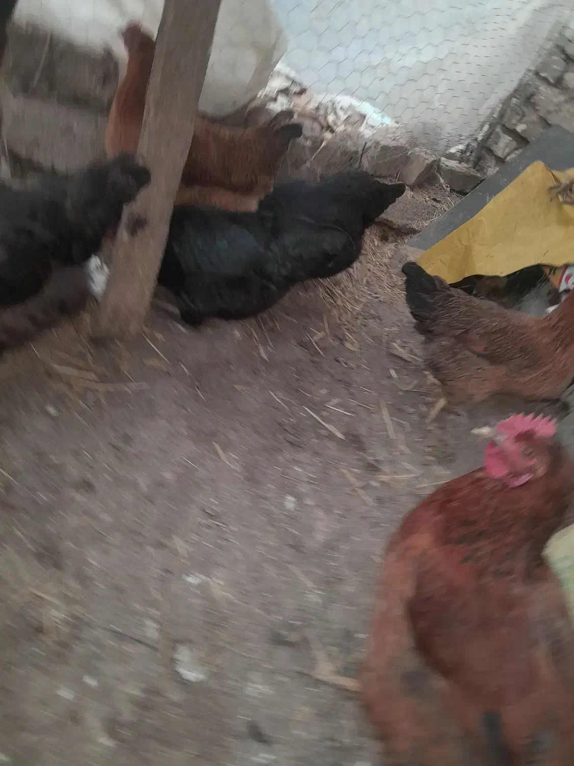 فریک سالم و درشت|حیوانات مزرعه|محمدیه-قزوین, |دیوار