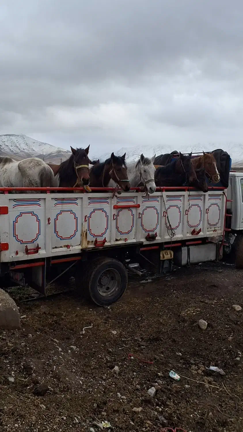 خریدوفروش اسب|اسب و تجهیزات اسبسواری|خاوه, |دیوار