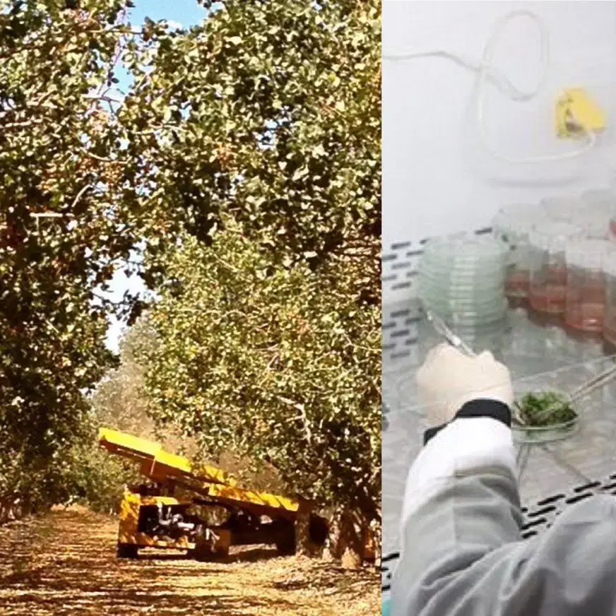 نهال پسته امریکایی|خدمات باغبانی و درختکاری|اصفهان, باغ زیار|دیوار