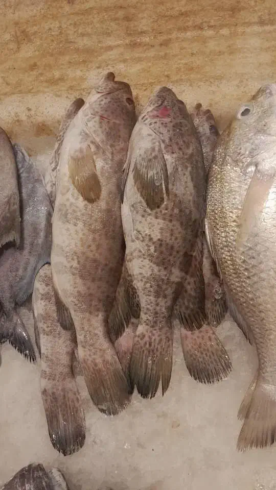 میگو ماهی تازه آبادان ارسال به شهرستان|خوردنی و آشامیدنی|تهران, مختاری|دیوار