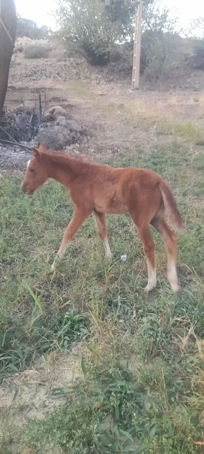 مادیان با کره نر|اسب و تجهیزات اسب‌سواری|شاهیوند, |دیوار