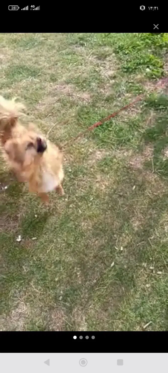 پت خونگی|سگ|همدان, |دیوار