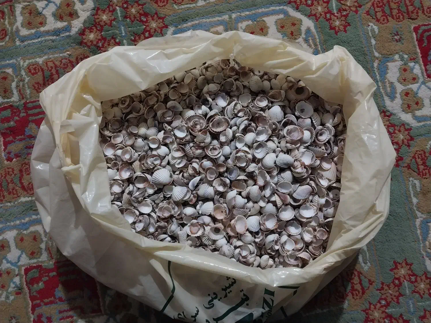 صدف تزئینی|صنایع دستی و سایر لوازم تزئینی|کرج, مصباح|دیوار