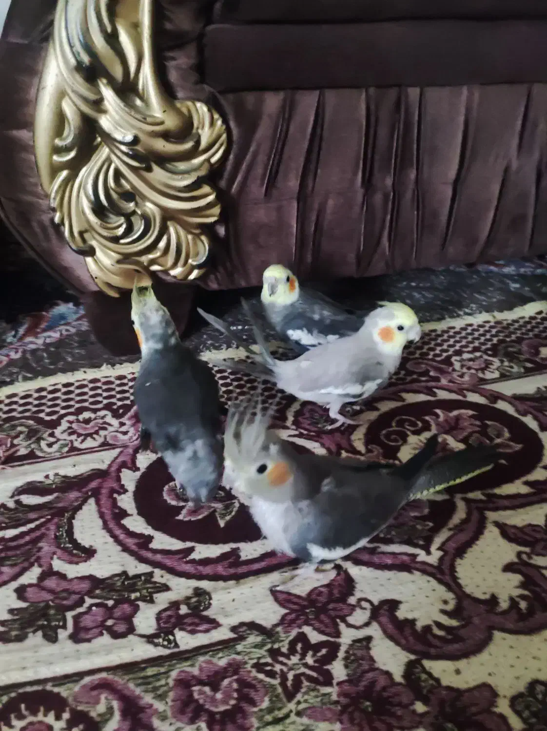 ۴ عدد عروس هلندی باهوش|پرنده|شیروان (خراسان), |دیوار