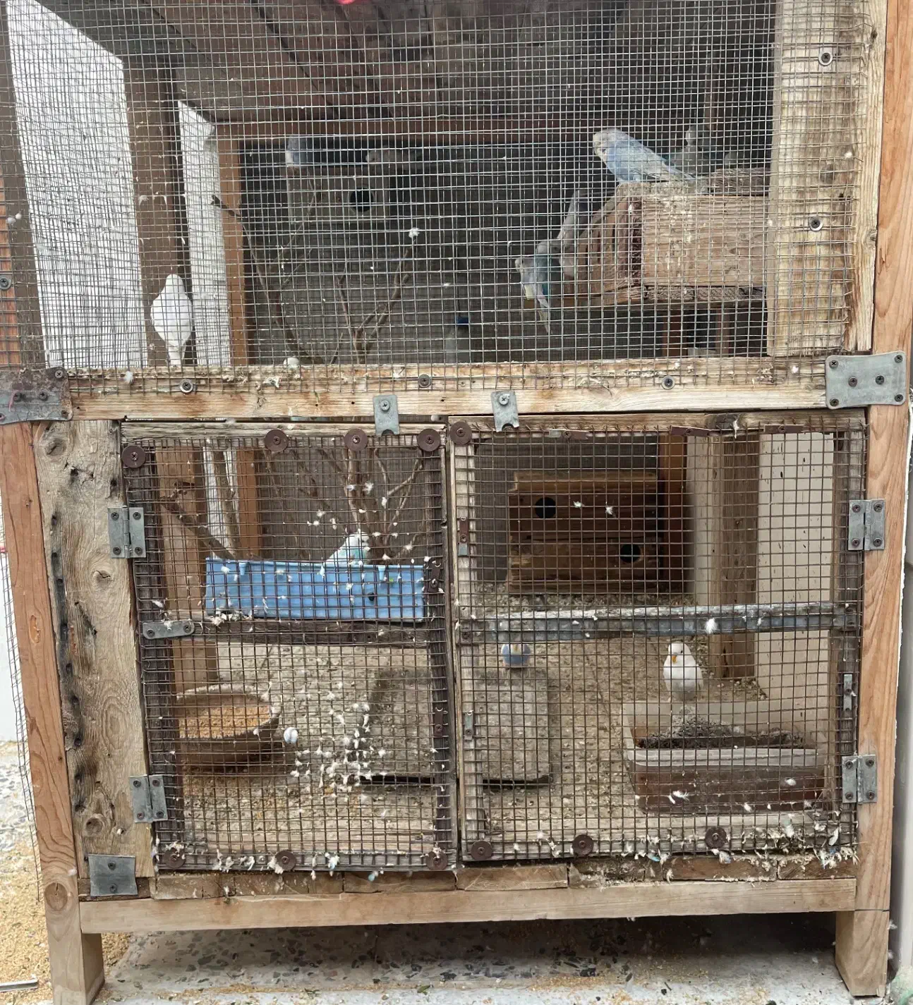 مرغ عشق|پرنده|بندر دیر, |دیوار