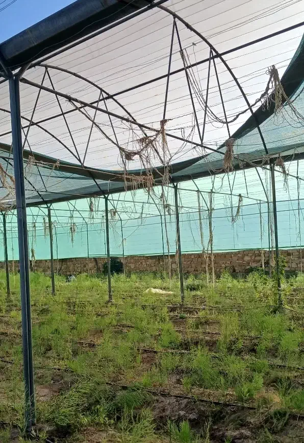 گلخانه|عمده‌فروشی|سبزوار, ابارش|دیوار