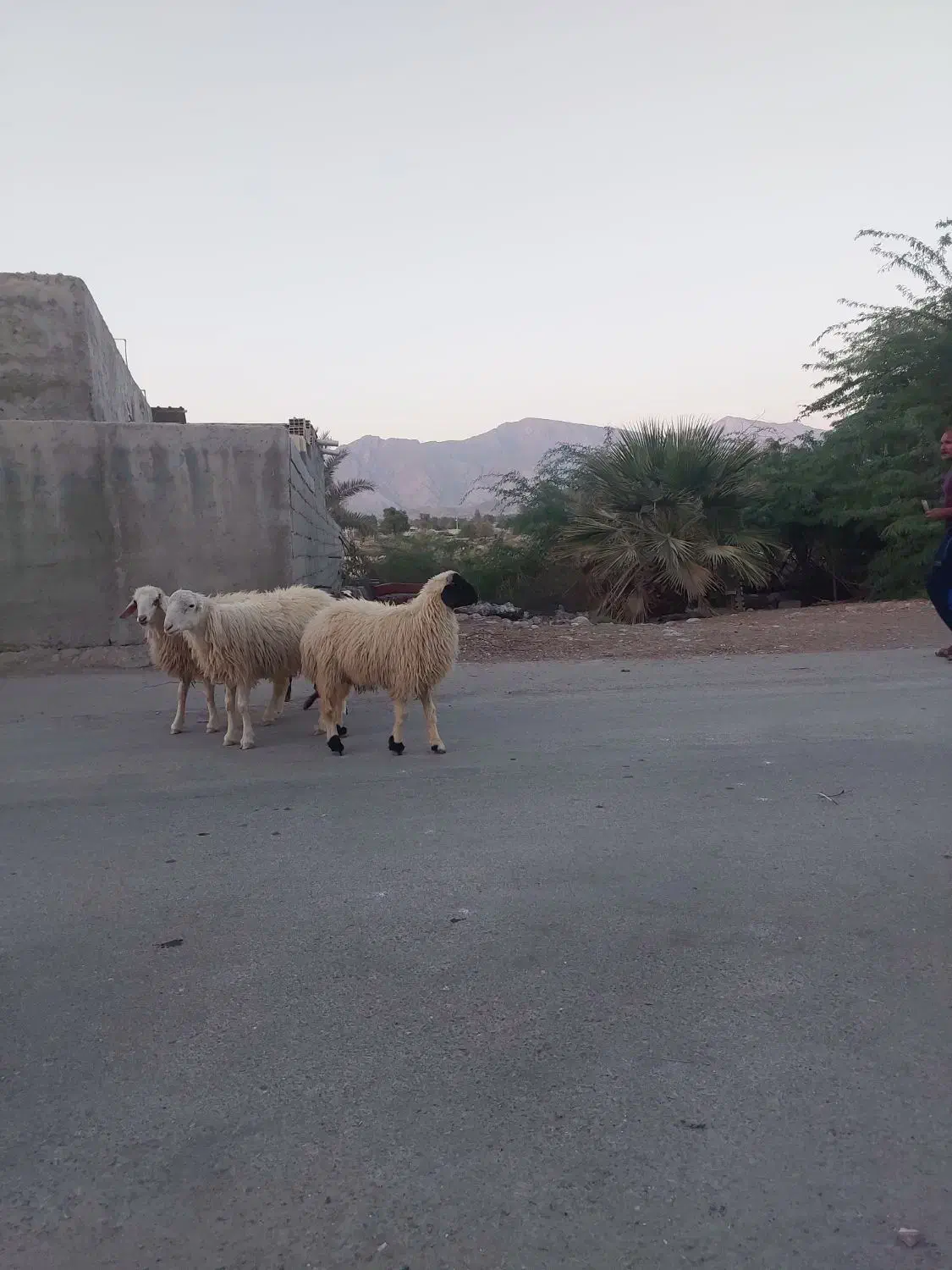 ۳ عدد بره نر|حیوانات مزرعه|فین, |دیوار