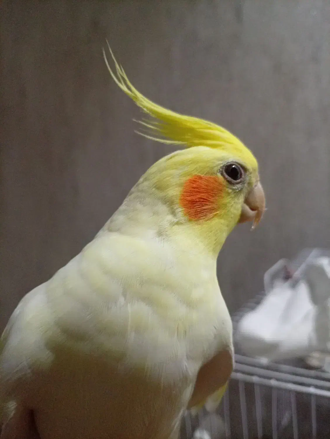 عروس هلندی نر سخنگو لوتینو|پرنده|مشهد, شیرودی|دیوار