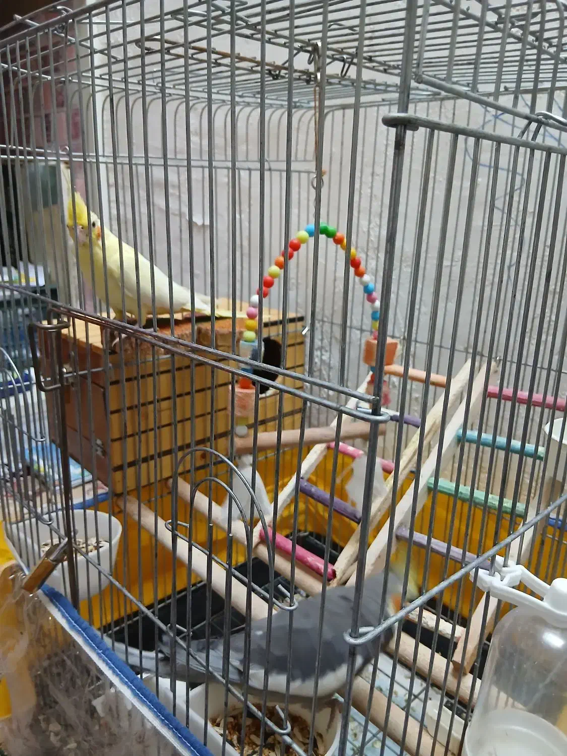 یک جفت عروس هلندی سالم و سر حال|پرنده|مرودشت, ژیان|دیوار