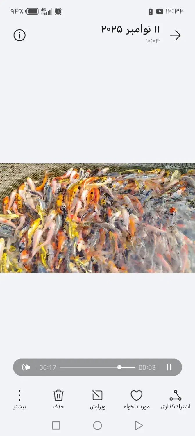 ماهی کوی آب سرد استخری و آبگرم آکواریومی|ماهی|نجف‌آباد, فاز ۲ شهرک آزادگان|دیوار