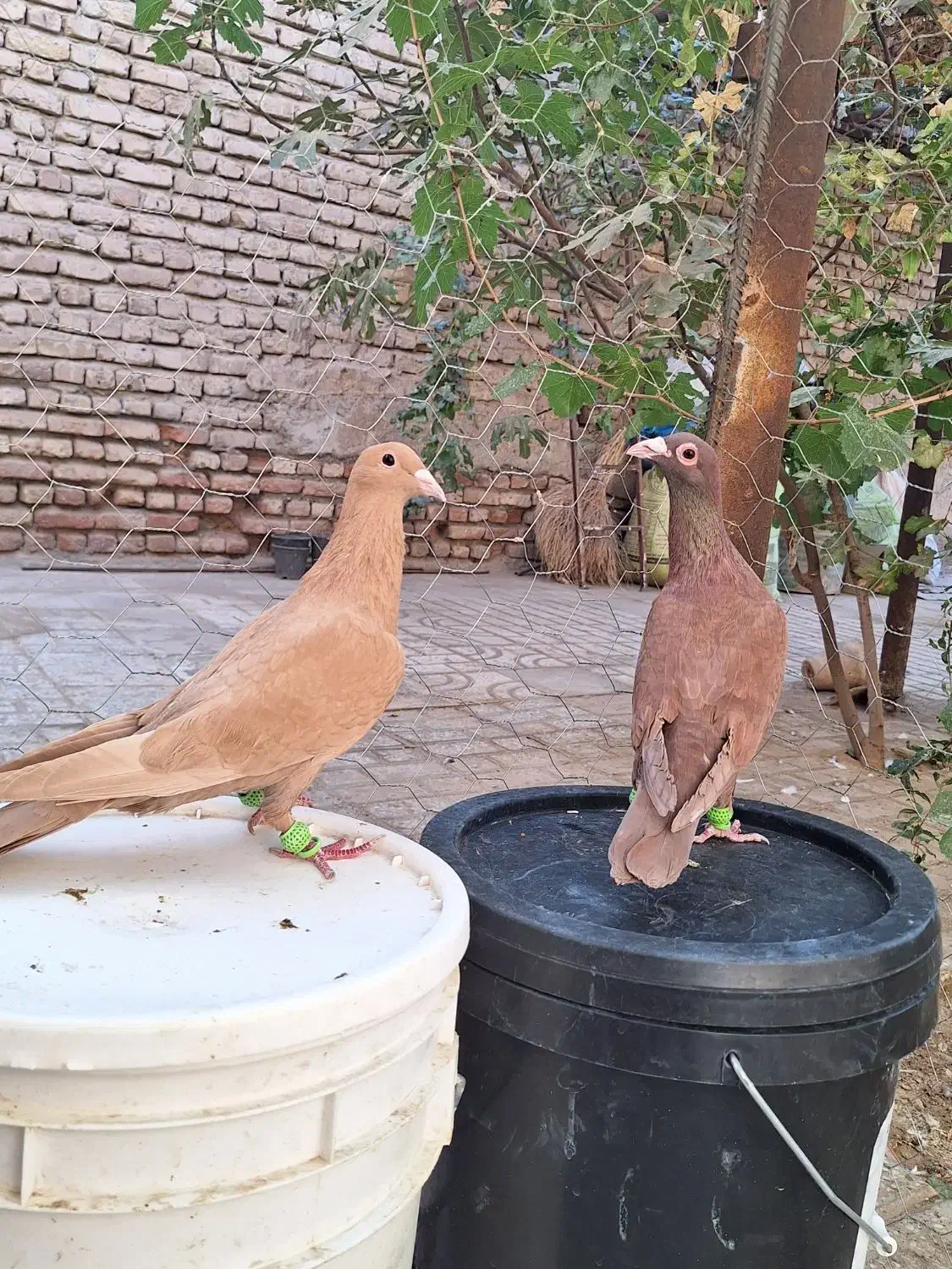 کفتر کبوتر سرخ کرمانی زرد کرمانی|پرنده|مه ولات, |دیوار