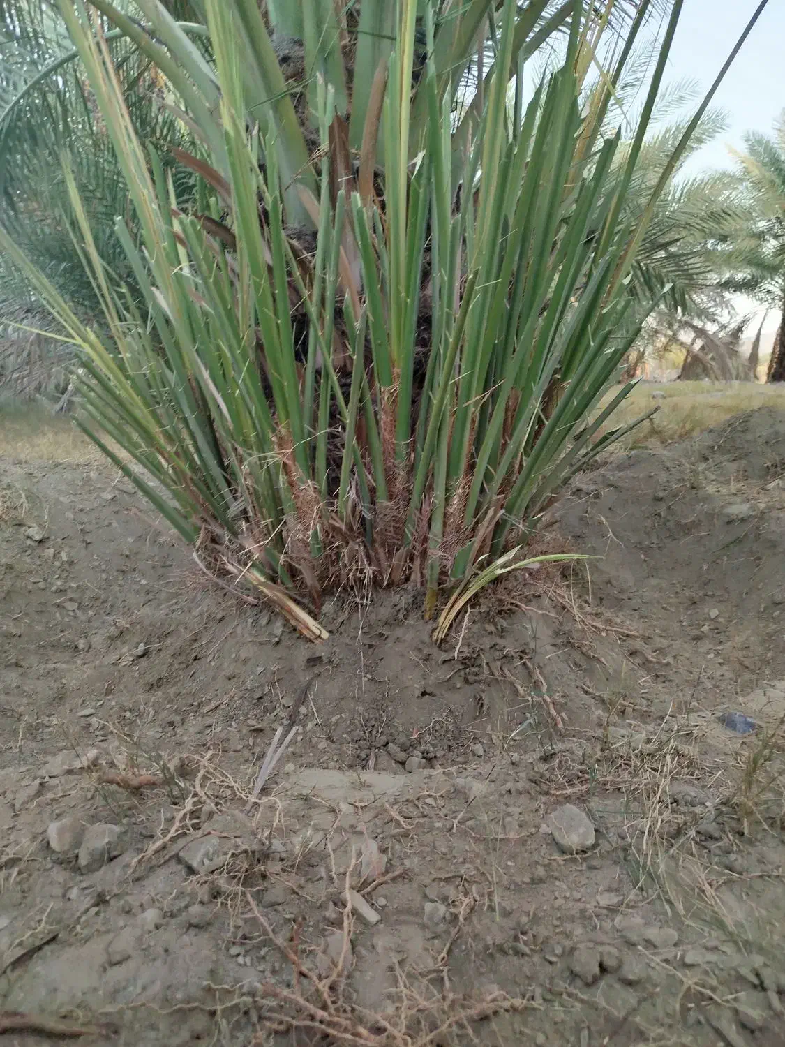 فروش پاجوش کلوته|خدمات باغبانی و درختکاری|کهنوج, |دیوار