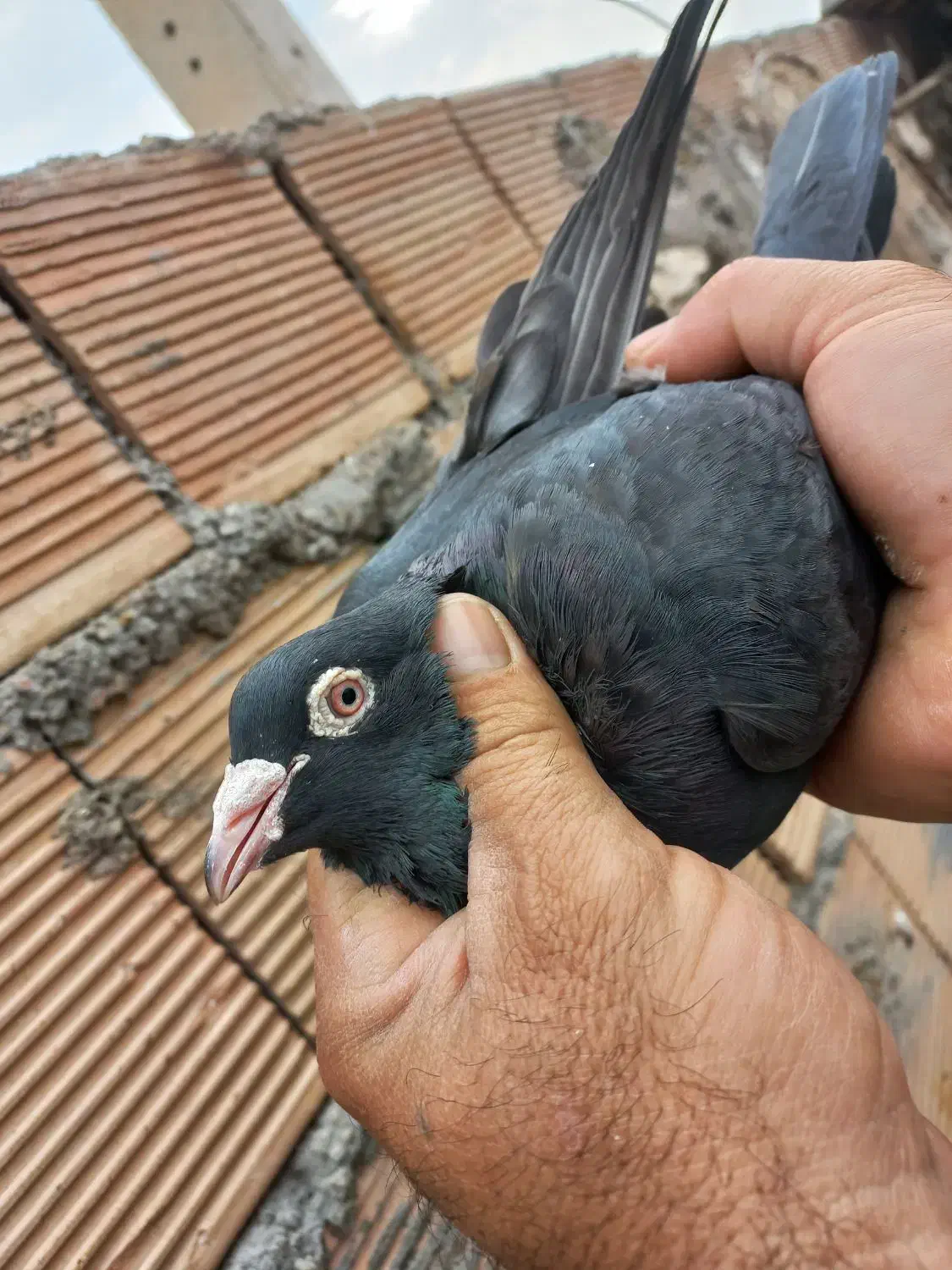 کبوتر دورگ پلاکی و رنگی|پرنده|اندیمشک, |دیوار