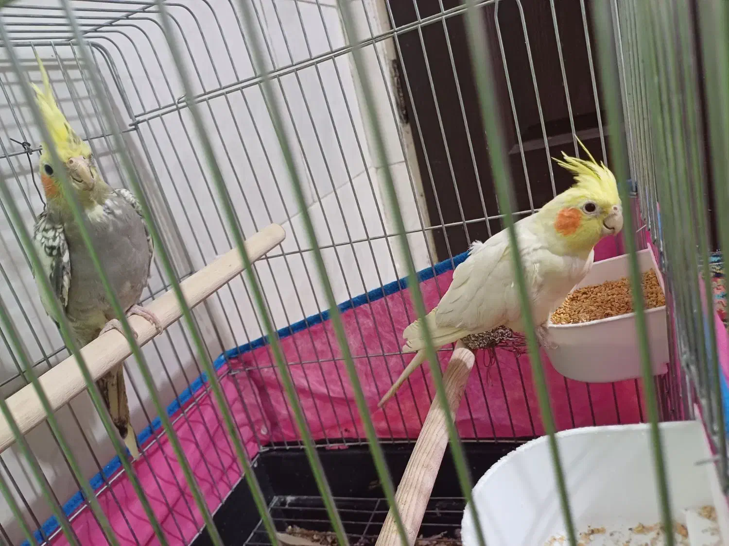 یک جفت عروس هلندی مولد|پرنده|محمدشهر, محمدشهر|دیوار