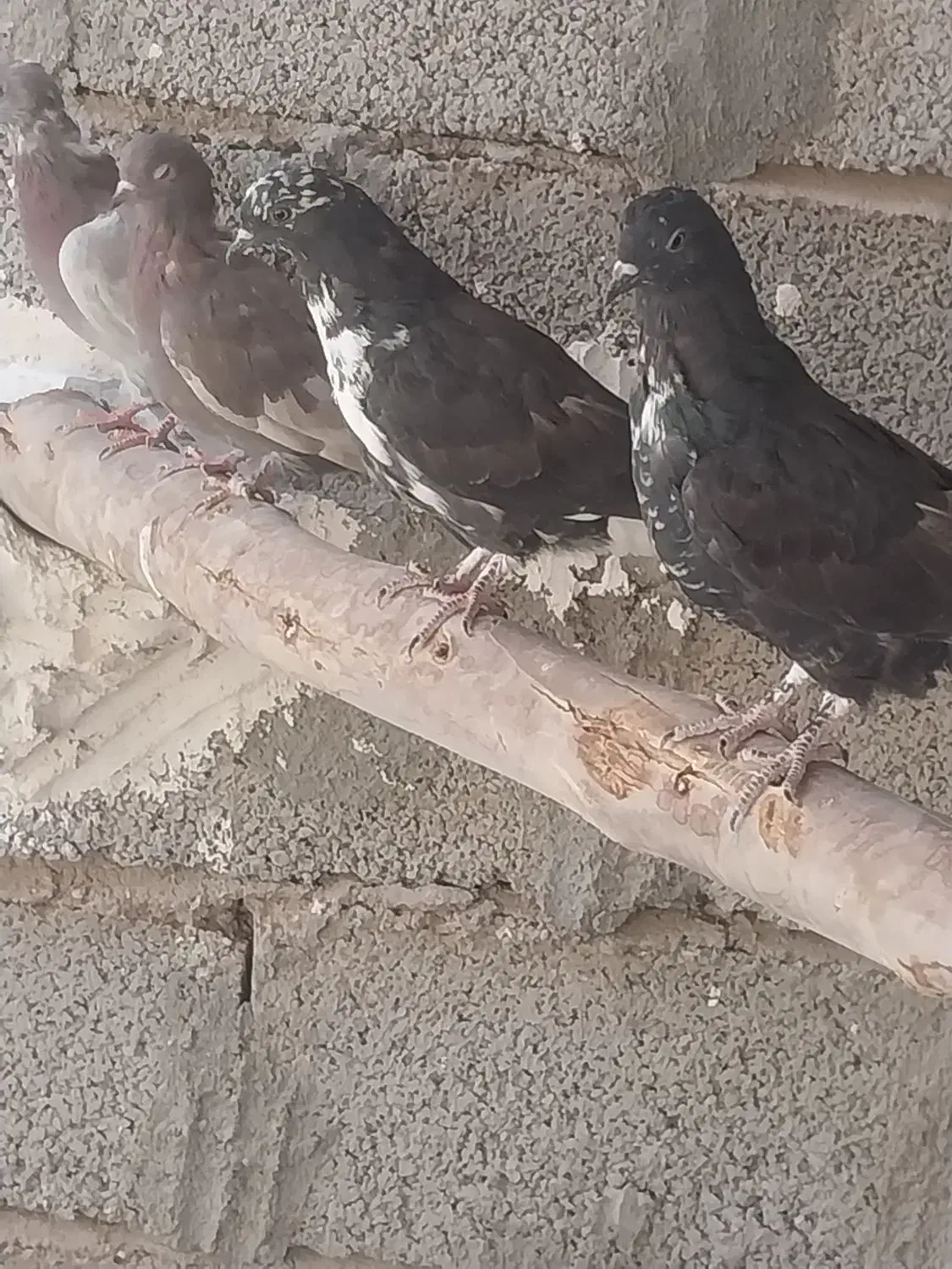 کفترنوچه پرشی|پرنده|لار, |دیوار