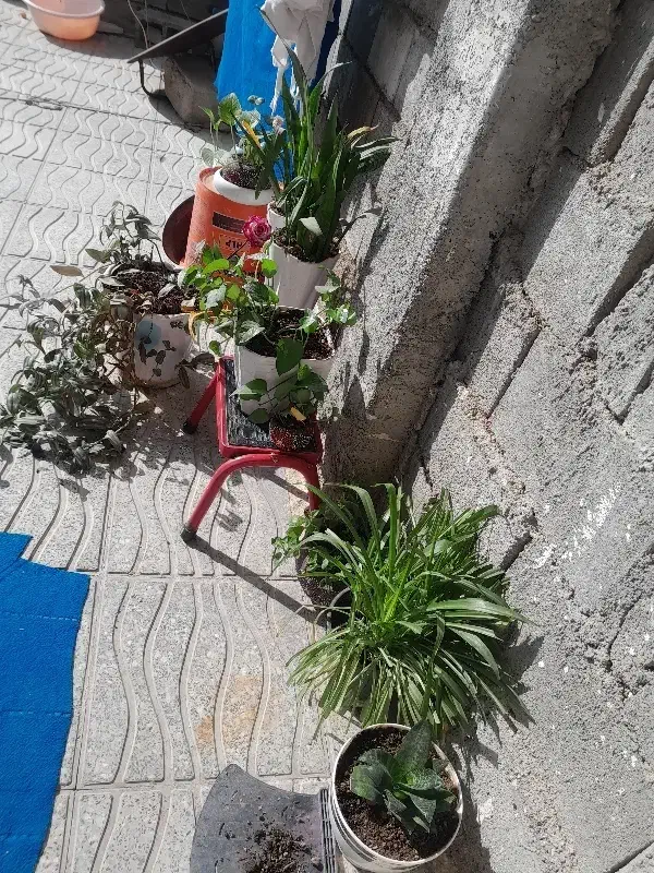 تعدادی گل حراج شد|گل و گیاه طبیعی|یاسوج, |دیوار