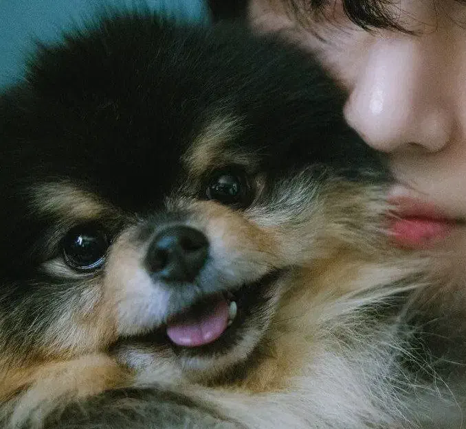 جیبی|سگ|رشت, لاکان|دیوار