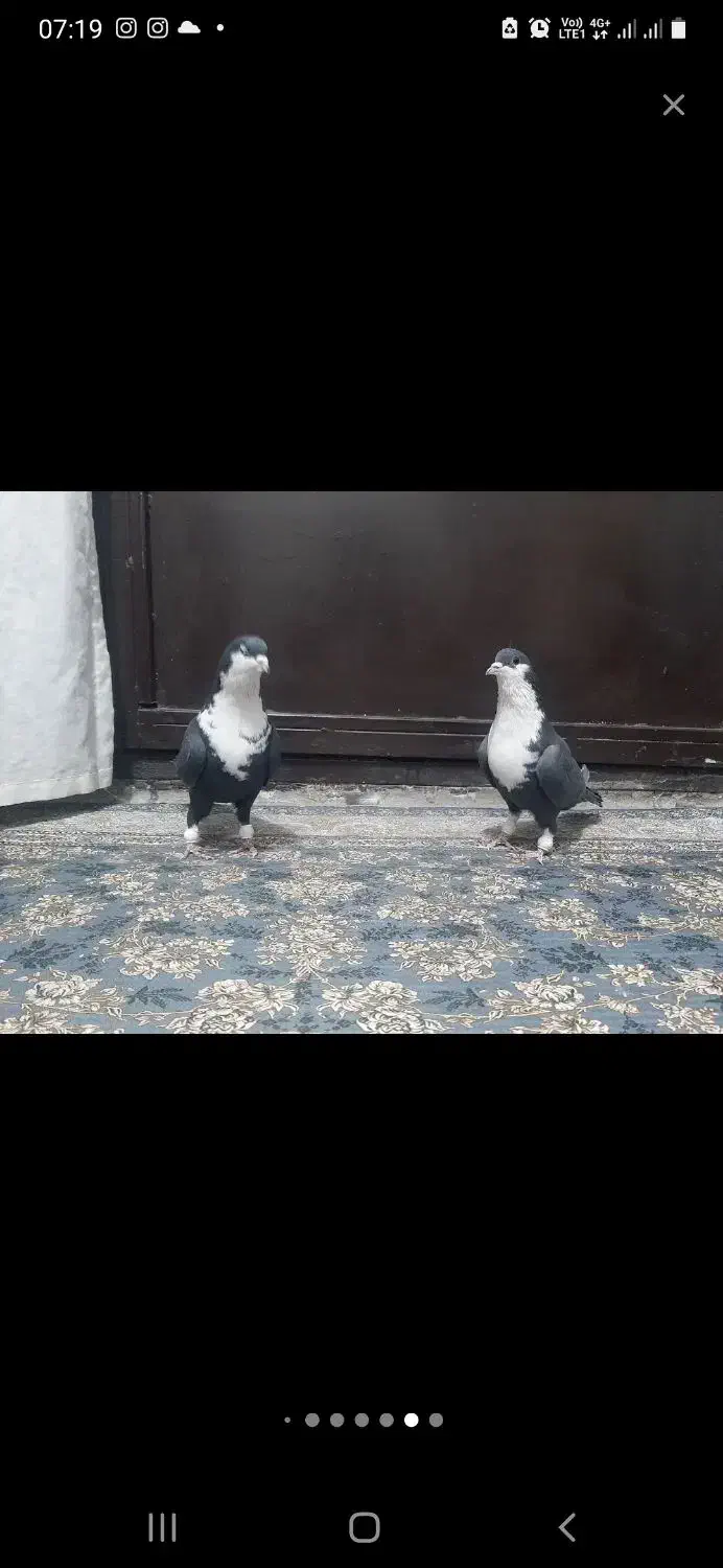 کبوتر رنگی کرباتی جفت فولادشهر|پرنده|لنجان, |دیوار