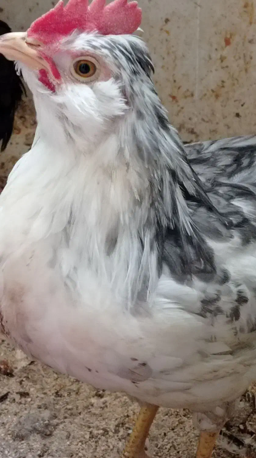 مرغ وخروس گلین طوسی (خروس)|حیوانات مزرعه|اصفهان, سروستان|دیوار