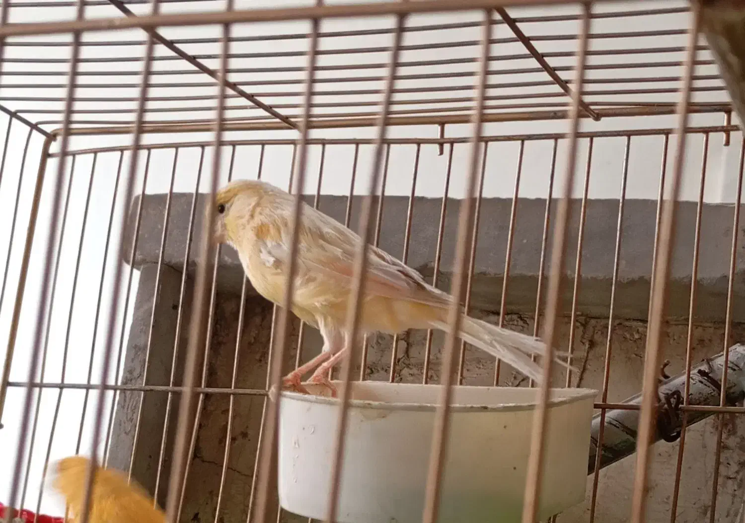 قناری ماده|پرنده|ابریشم, |دیوار