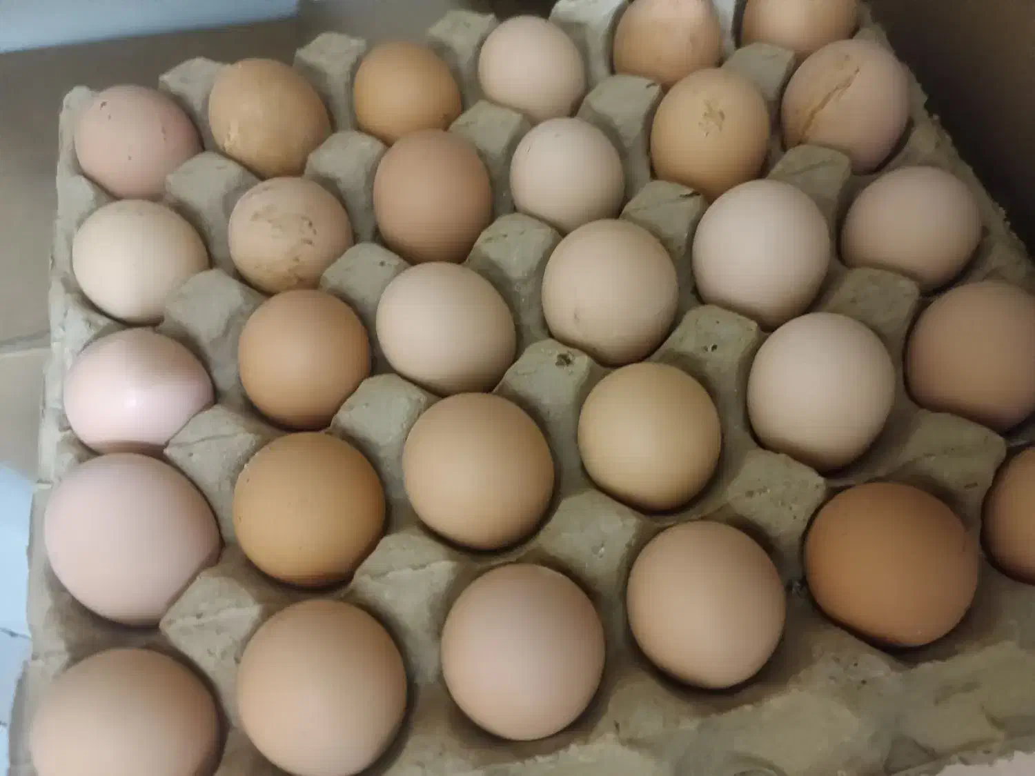 تخم مرغ محلی گلپایگانی|خوردنی و آشامیدنی|کرمانشاه, |دیوار