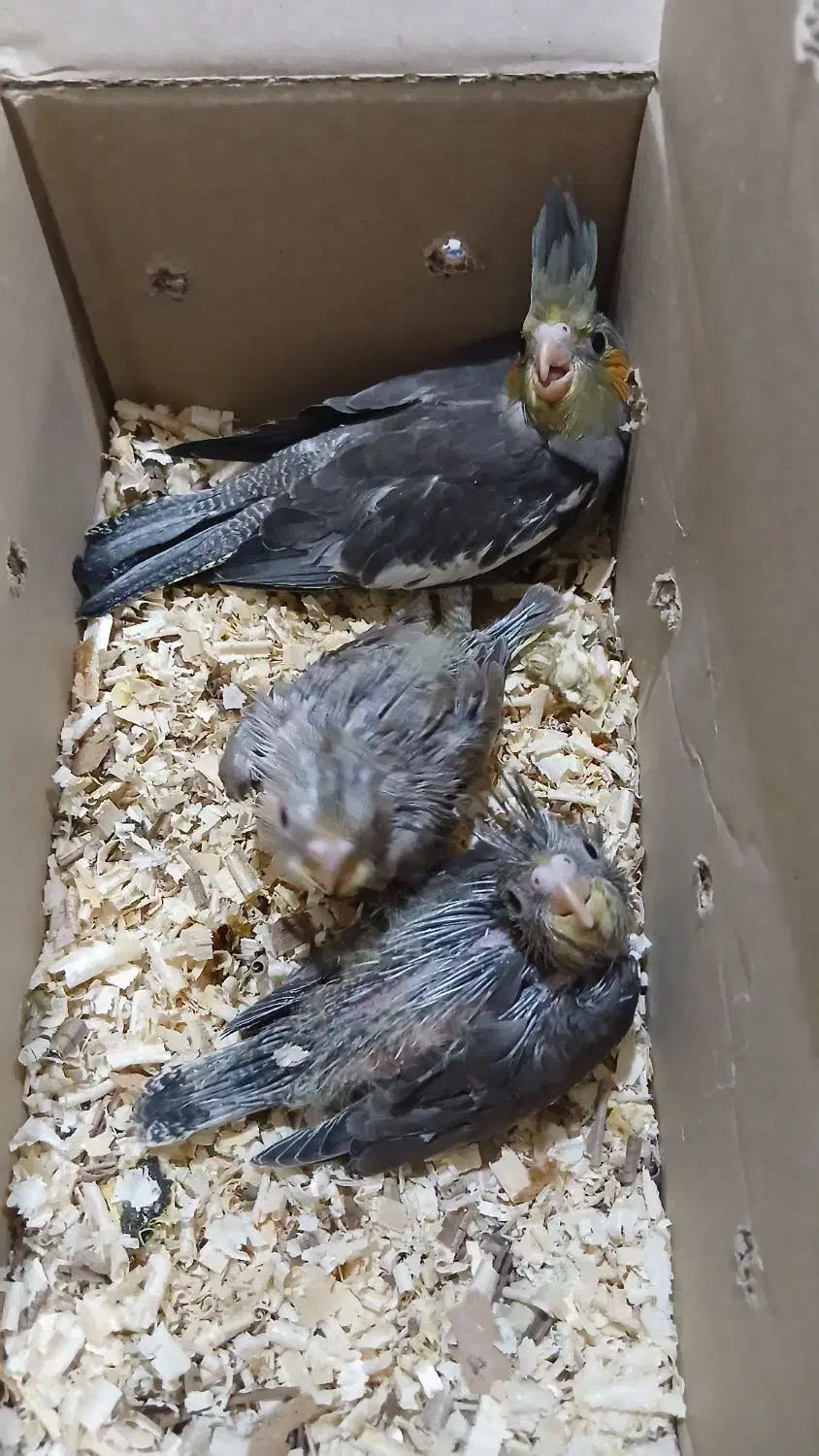 جوجه عروس هلندی|پرنده|کرمان, |دیوار