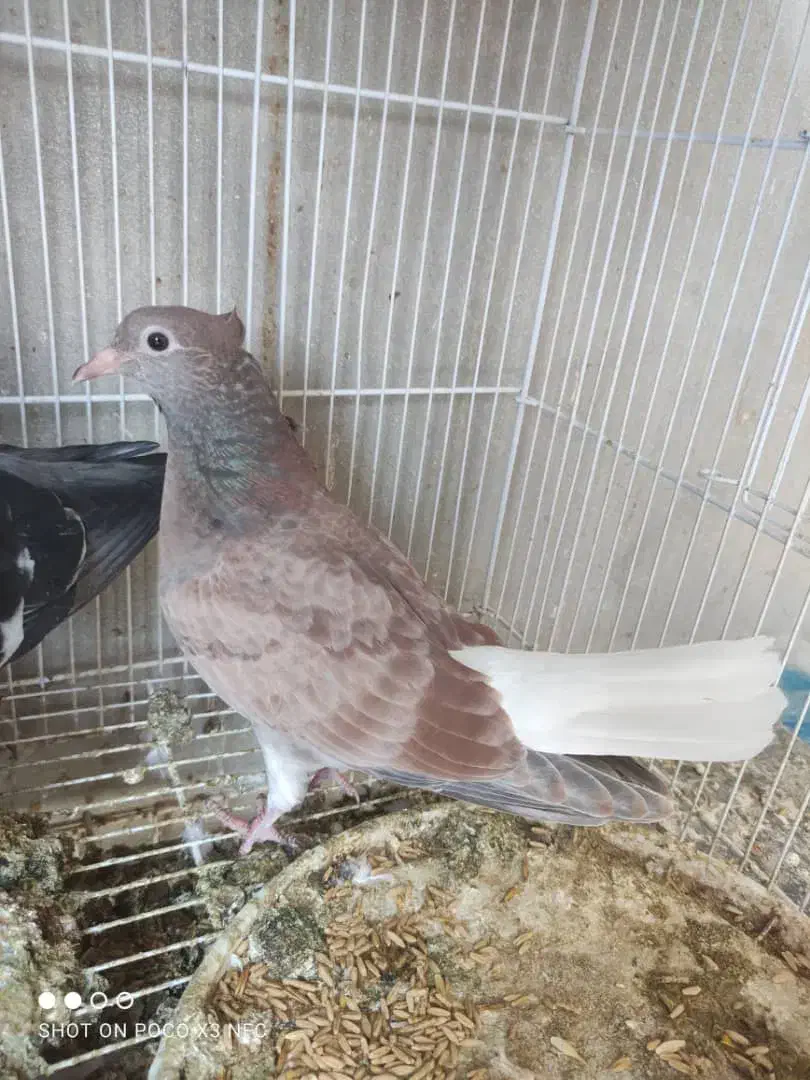 دم سفید اشعل نر|پرنده|امیدیه, |دیوار