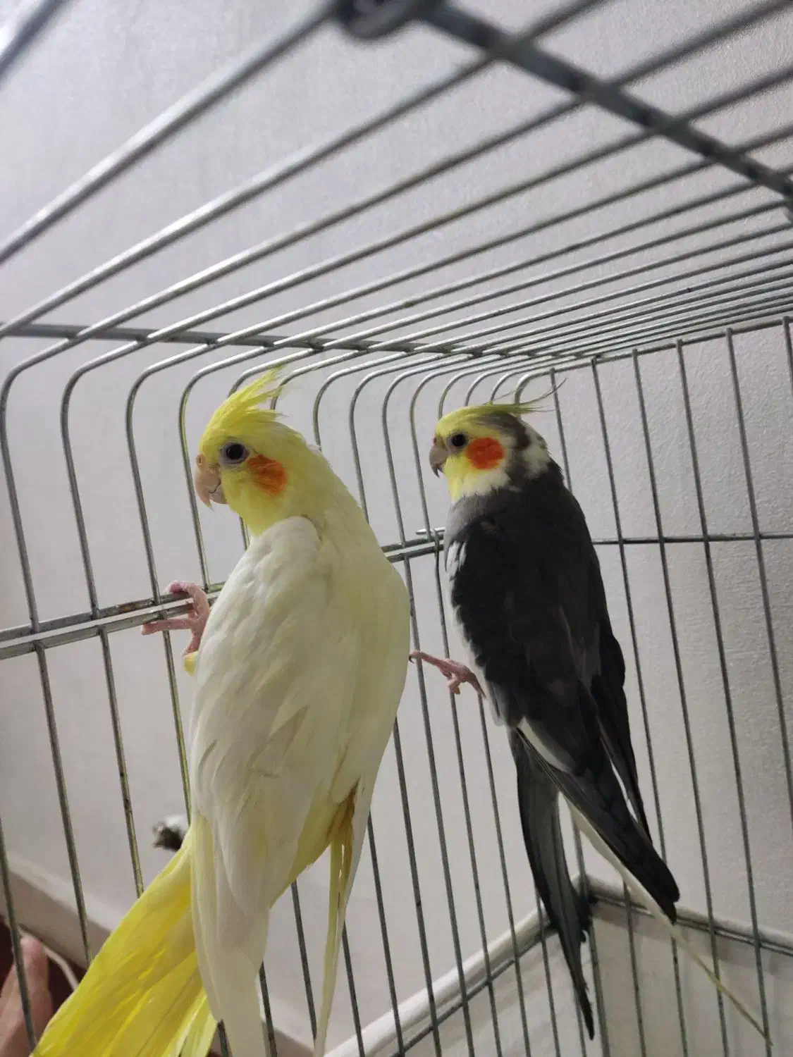 عروس هلندی|پرنده|قرچک, شهرک الحدید|دیوار