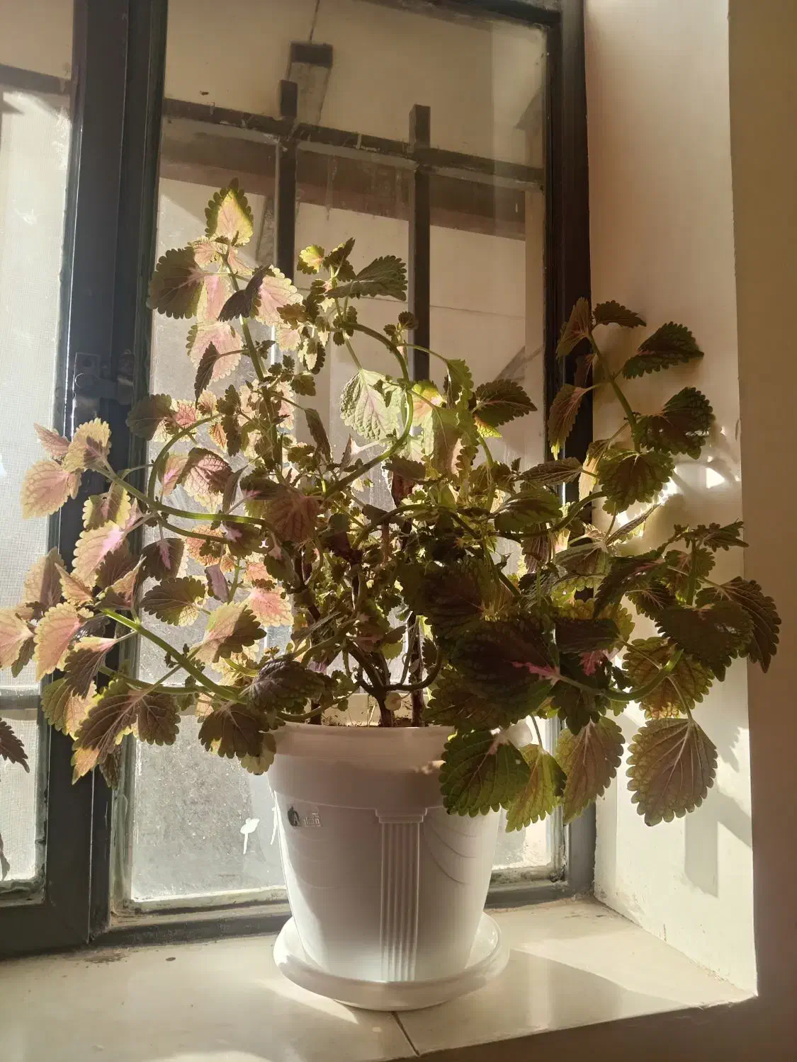 گل حسن یوسف|گل و گیاه طبیعی|لاران, |دیوار