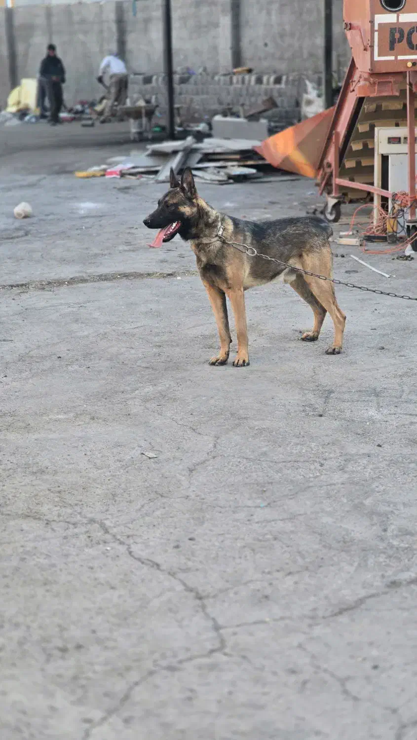 واگزاری توله|سگ|تربتحیدریه, منظر|دیوار