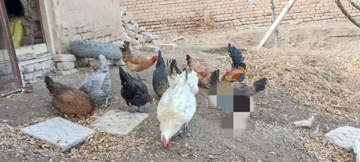 مرغ محلی گلین|حیوانات مزرعه|سامن, |دیوار